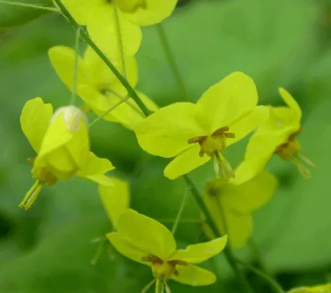 Epimedium ssp colchicum