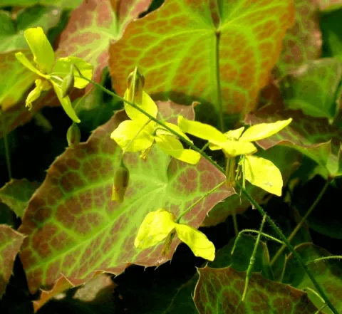 Epimedium perralch. 'Frohnleiten'
