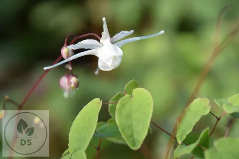 Epimedium grandiflorum