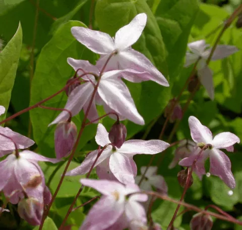 Epimedium grand. 'Lilafee'