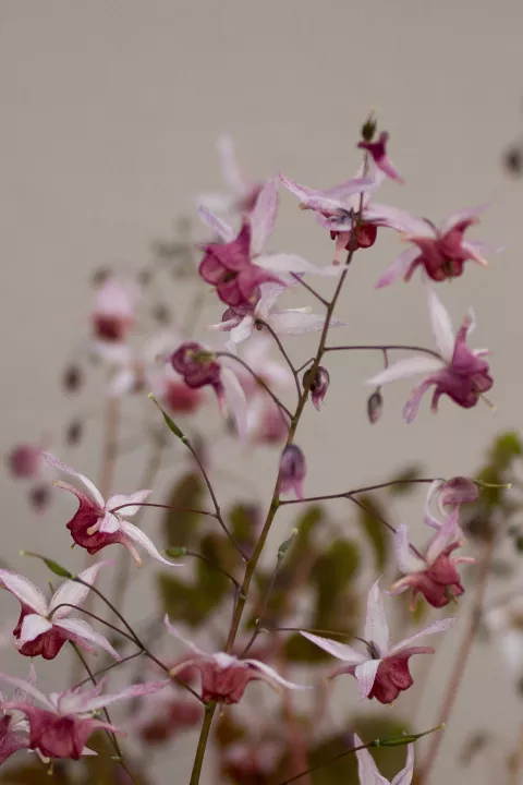 Epimedium hybr. 'Pink Elf'