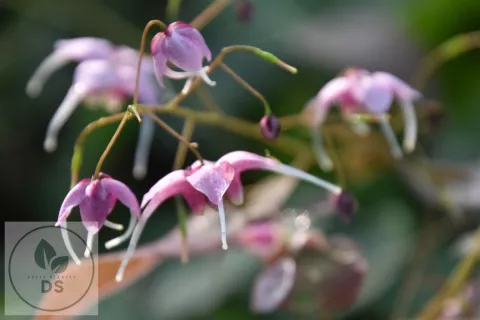 Epimedium hybr. 'Pretty in Pink'