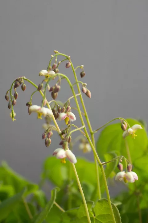 Epimedium pubigerum