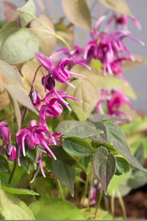 Epimedium grand. 'Rose Queen'
