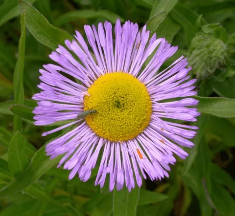 Erigeron 'Azure Beauty'