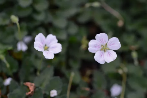 Erodium reichardii 'Album'