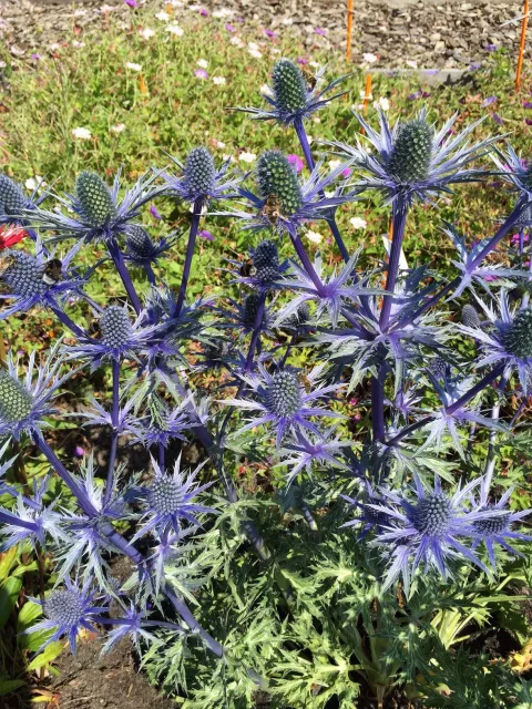 Eryngium zabelii 'Big Blue'