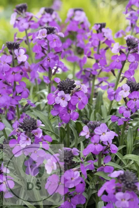 Erysimum 'Bowles Mauve'