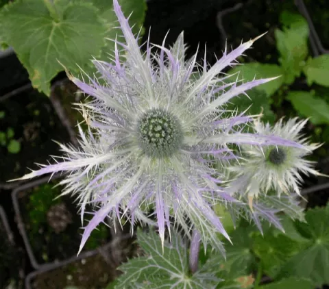 Eryngium alpinum 'Blue Star'