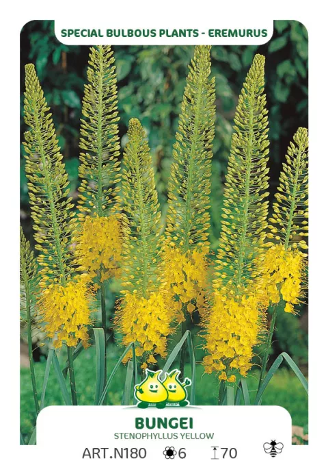 Eremurus 'Bungei' (stenophyllus)