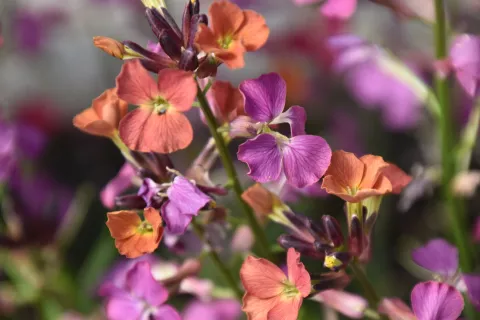 Erysimum 'Constant Cheer'