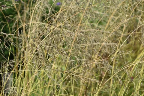 Eragrostis curvula
