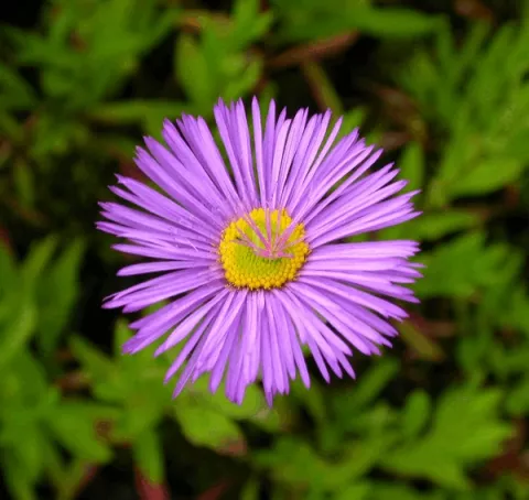 Erigeron 'Dunkelste Aller'