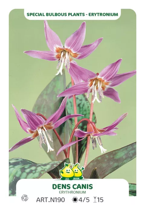 Erythronium dens-canis