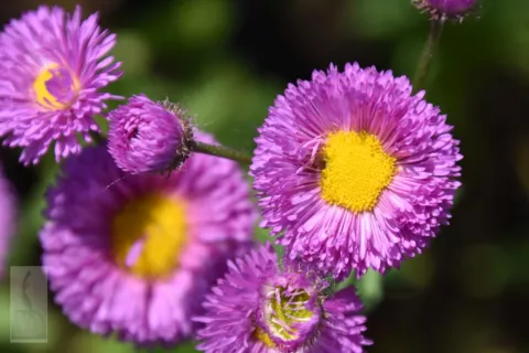 Erigeron 'Foerster's Liebling'