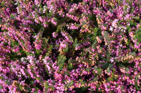 Erica darl. (x) 'Ghost Hills'