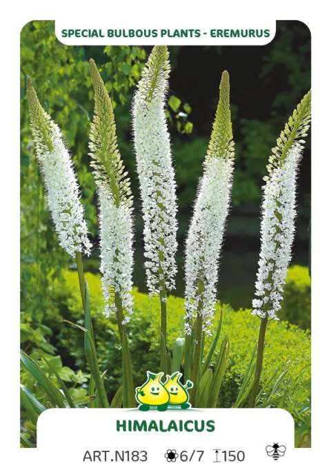 Eremurus 'Himalaicus'