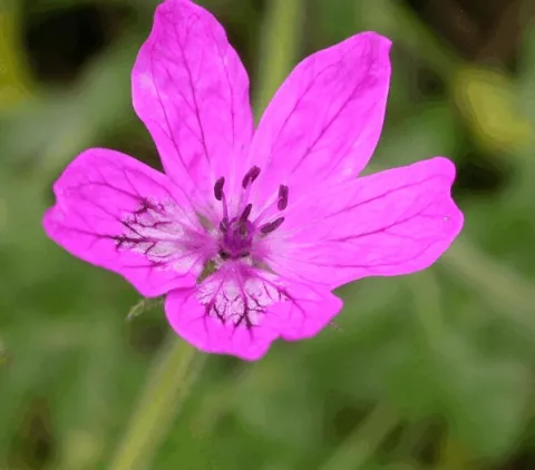 Erodium manescavii