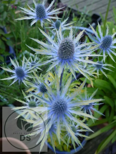 Eryngium zabelii 'Neptune's Gold'