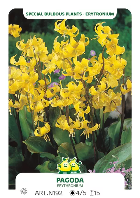 Erythronium 'Pagoda'