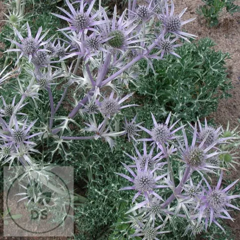 Eryngium bourgatii 'Pen Blue'