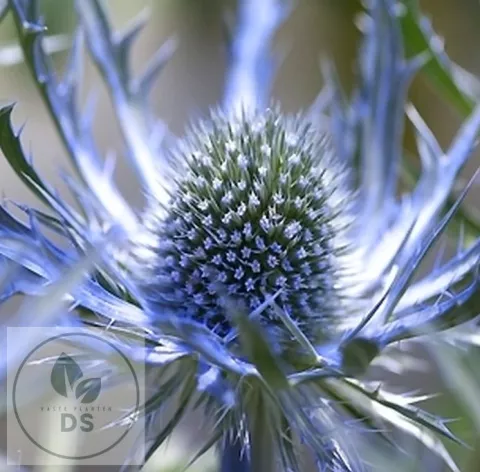 Eryngium bourgatii 'Pen Blue'