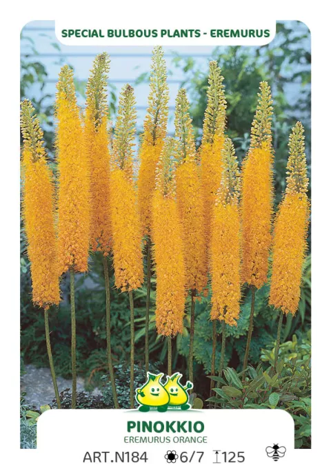 Eremurus 'Pinokkio'