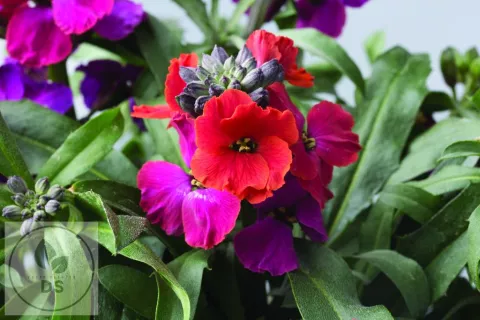 Erysimum 'Red Jep'