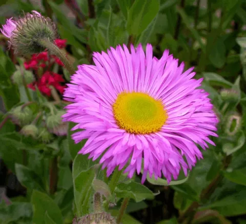 Erigeron 'Rosa Juwel'