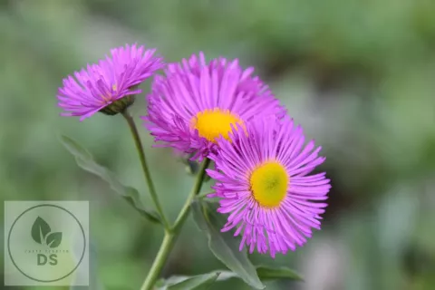 Erigeron 'Rotes Meer'
