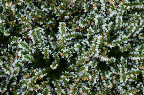 Erica carnea 'Springwood White'