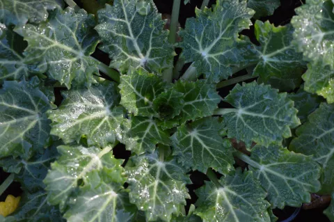Eryngium variifolium
