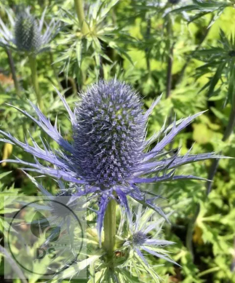 Eryngium zabelii 'Violetta'