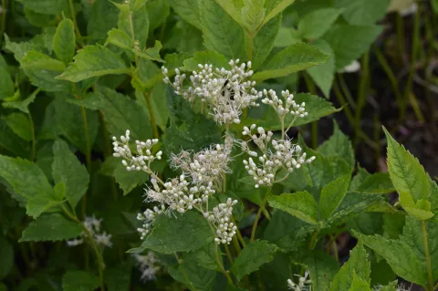 Eupatorium mac. 'Album'