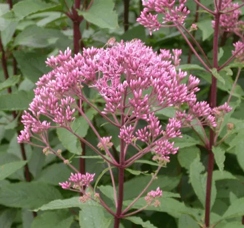 Eupatorium mac. 'Atropurpureum'