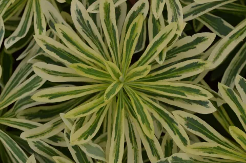Euphorbia char. 'Burrow Silver'