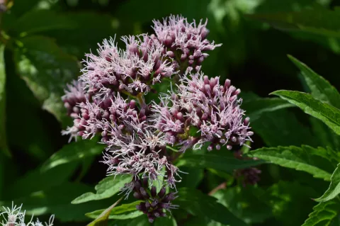 Eupatorium cannabinum