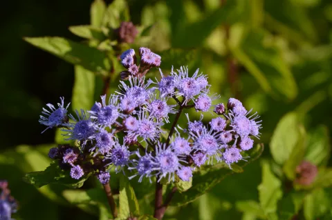 Eupatorium coelestinum