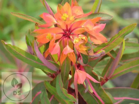 Euphorbia griffithii 'Dixter'