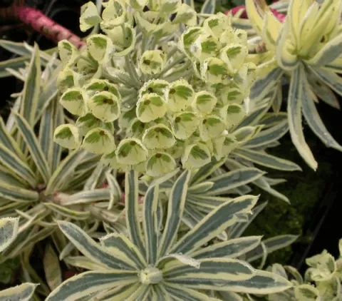 Euphorbia char. 'Emmer Green'