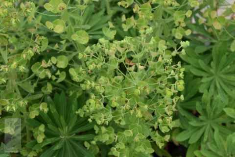 Euphorbia char. 'Forescate'