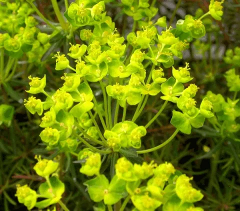 Euphorbia cypar. 'Fens Ruby'