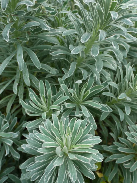 Euphorbia char. 'Glacier Blue'