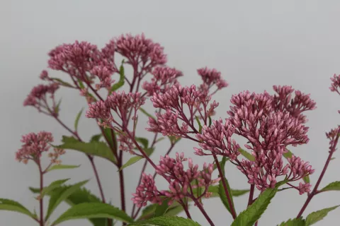 Eupatorium mac. JS 'Humble'