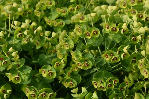 Euphorbia martinii