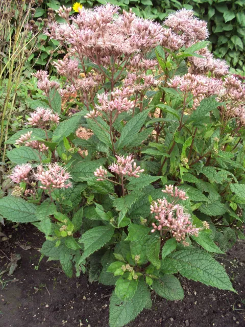 Eupatorium mac. 'Mask'