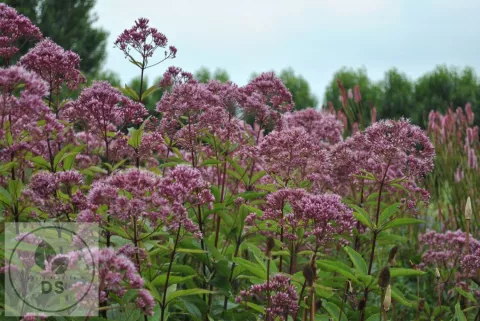 Eupatorium mac. 'Phantom'