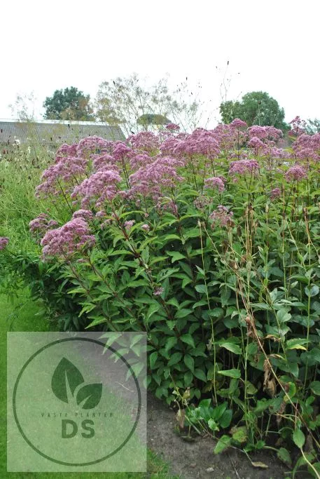 Eupatorium mac. 'Phantom'