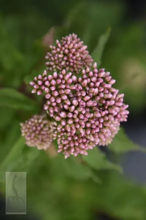 Eupatorium cannabinum 'Plenum'