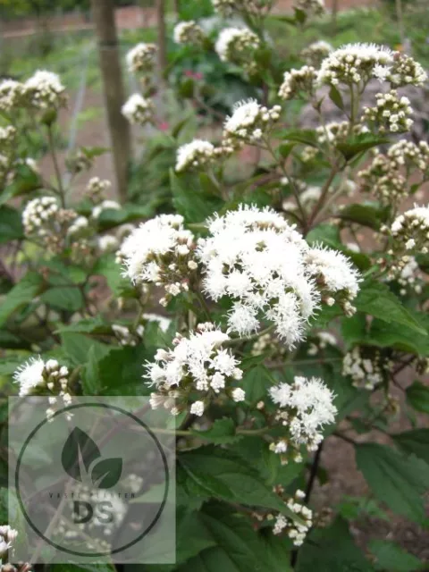 Eupatorium rugosum 'Chocolate'